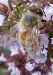origan commun et abeille